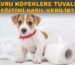 f_29890_yavru_köpeklere_tuvalet_eği̇ti̇mi̇_nasil_veri̇l